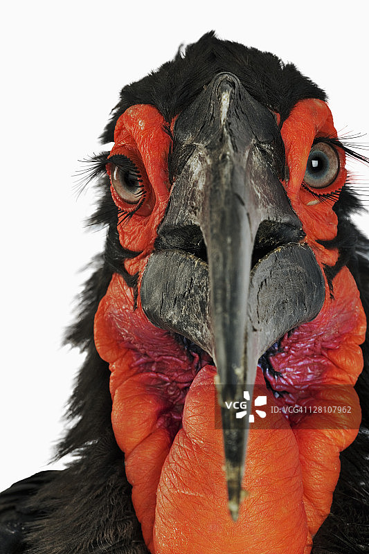 地犀鸟（Bucorvus leadbeateri）。分布：赤道以南的非洲稀树草原。约100平方公里的大片领土。图片素材