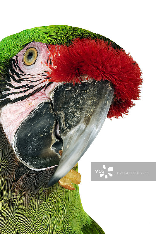 军金刚鹦鹉图片素材