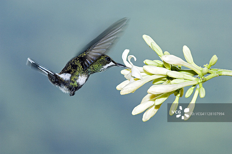 绿尾蜂鸟（雌性）-摄于厄瓜多尔埃尔奥罗省布埃纳文图拉保护区图片素材