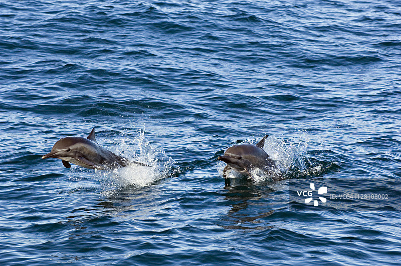 长吻原海豚，科尔特斯海，墨西哥图片素材
