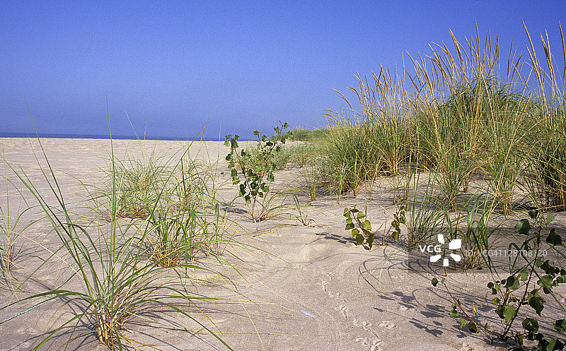 沙丘演替。稳定沙丘的先锋植物。海滩或芒草（Ammophila breviligula）和三角叶杨（Populus deltoides）。密歇根州马斯基根马斯基根州立公园。图片素材