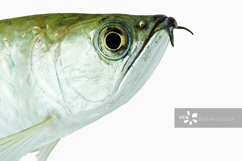 澳洲龙鱼。肉食性热带淡水鱼。分布于亚洲、大洋洲、澳大利亚北部和新几内亚。白色背景上的工作室照片。图片素材