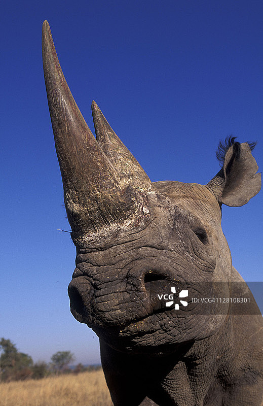 非洲亚撒哈拉地区的濒危物种黑犀牛图片素材