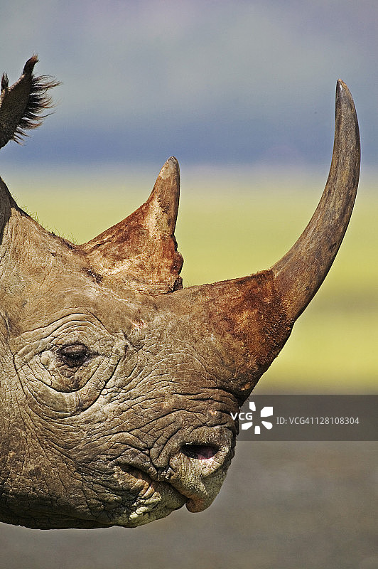 黑犀牛特写，内库鲁湖国家公园，肯尼亚图片素材