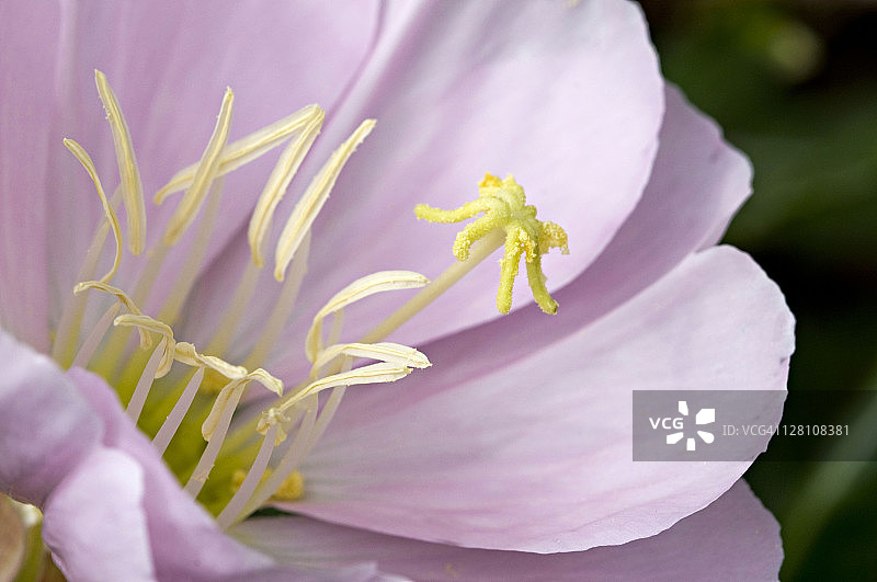 月见草的雄蕊和柱头特写，亚利桑那州索诺兰沙漠图片素材