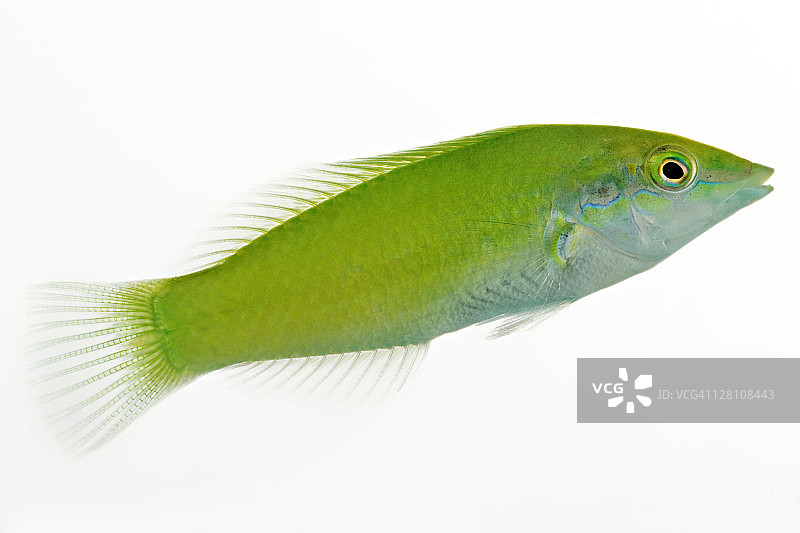 绿唇鱼：热带海洋礁鱼，食肉且活跃，分布于印度洋-太平洋，白色背景图片素材