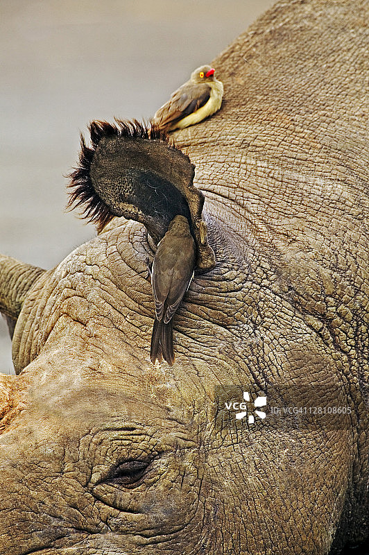 雄性黑犀牛特写，红嘴牛椋鸟正在寻找犀牛皮肤上的寄生虫，肯尼亚纳库鲁湖国家公园图片素材