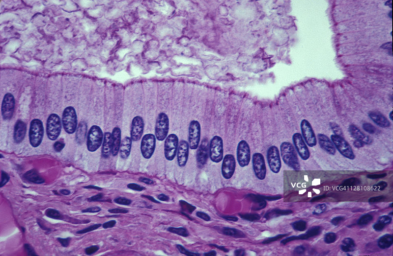 胰管单层柱状上皮细胞显微照片，1000倍图片素材