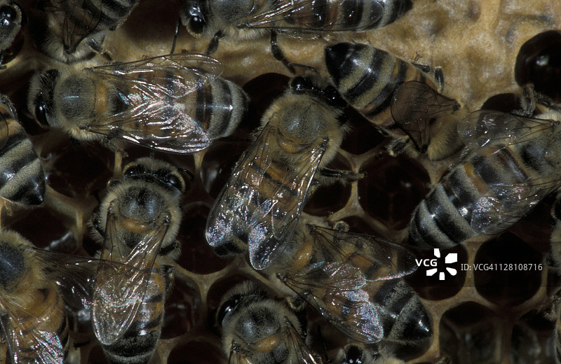 非洲蜜蜂.蜂巢上的工蜂.非洲蜜蜂图片素材
