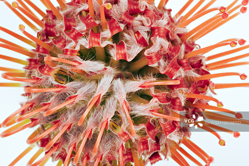 针垫花（Leucospermum spp.），原产于南部非洲的亮橙色花朵图片素材