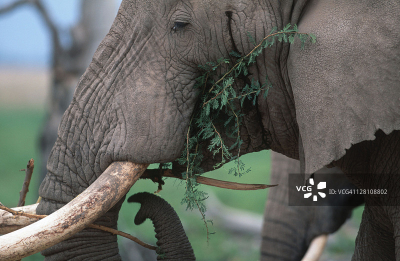 非洲象，非洲象属，正在吃金合欢树枝。注意与发情相关的颞腺分泌物。安博塞利国家公园，肯尼亚图片素材