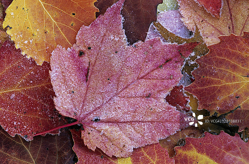 霜冻秋叶，红枫（中心），红花槭和巨齿白杨，美国密歇根州图片素材