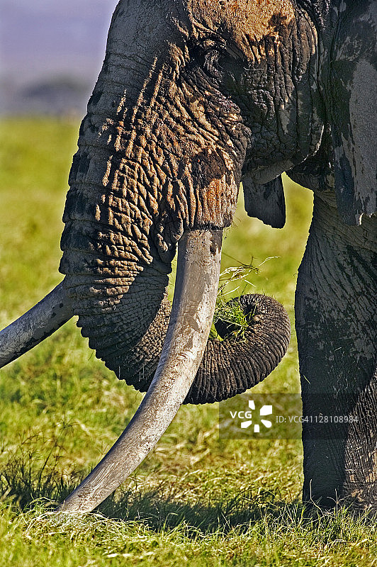 长着长长象牙的非洲象，位于肯尼亚安博塞利国家公园图片素材