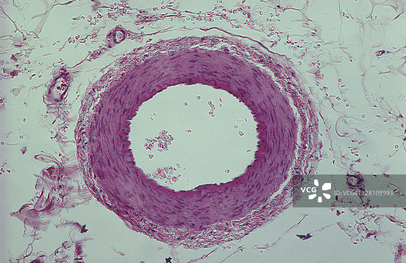 动脉内膜、中膜（平滑肌）、外膜和皮肤（人体）50倍放大图片素材