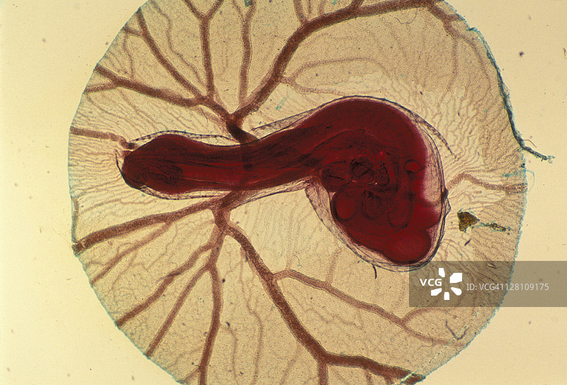 鸡胚胎， 56小时， 2.5倍放大图片素材