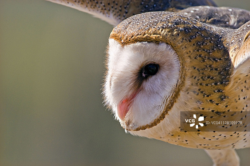 仓鸮特写，美国亚利桑那州图森的索诺兰沙漠博物馆猛禽自由飞行区图片素材