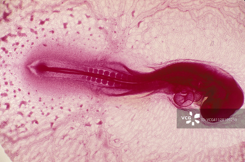 48小时的鸡胚胎图片素材