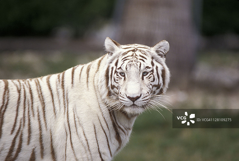 孟加拉白虎，虎的亚种。肖像。濒危物种。迈阿密动物园，佛罗里达州。图片素材