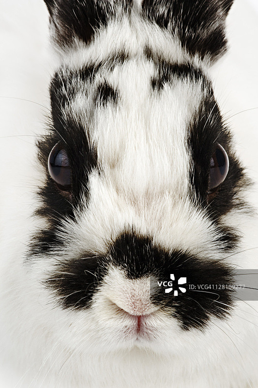 泽西长毛兔（又称侏儒安哥拉兔）面部特写。家兔品种，是荷兰侏儒兔和法国安哥拉兔的杂交品种。工作室拍摄。图片素材
