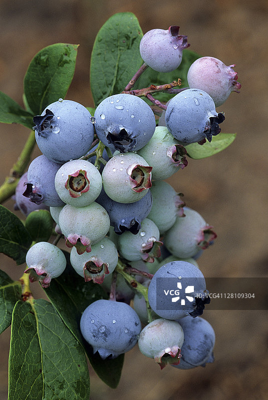 蓝莓图片素材