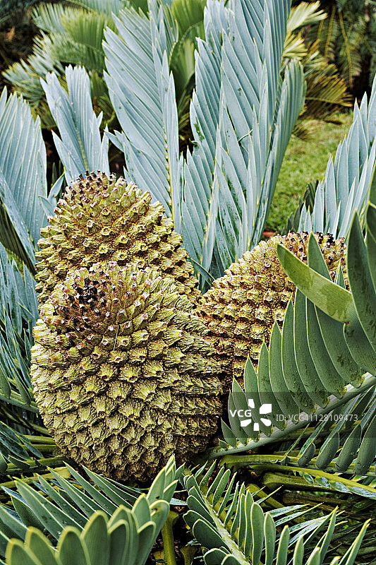 凯河铁树，恩西法拉托斯王子。俗称面包棕榈，因为可以从茎的中心制备类似面包的食物。原产于南非东开普省。易危物种。作为园林植物的普及移除了许多图片素材