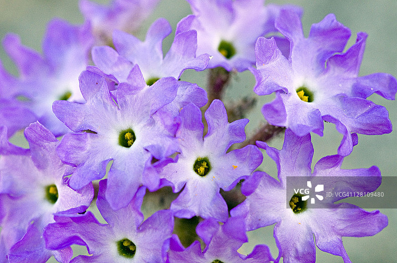 沙漠沙地马鞭草图片素材