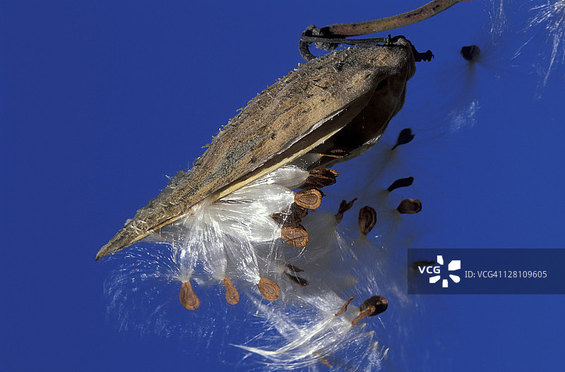 普通马利筋（ASCLEPIAS SYRIACA），种子传播，豆荚裂开图片素材