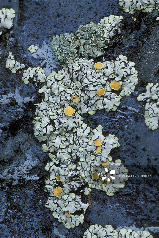叶状地衣、金黄色根瘤衣和橙色子囊盘。共生现象。冰川国家公园，蒙大拿州。图片素材