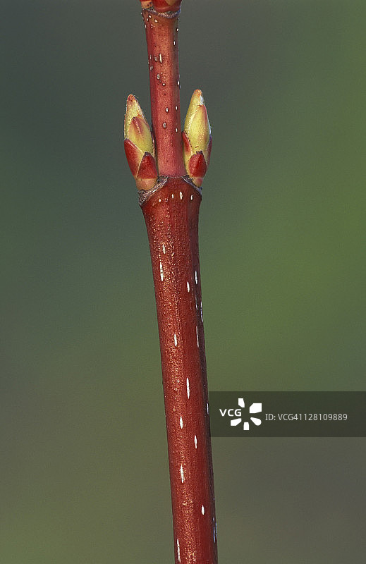 红花槭树上的皮孔和腋芽图片素材