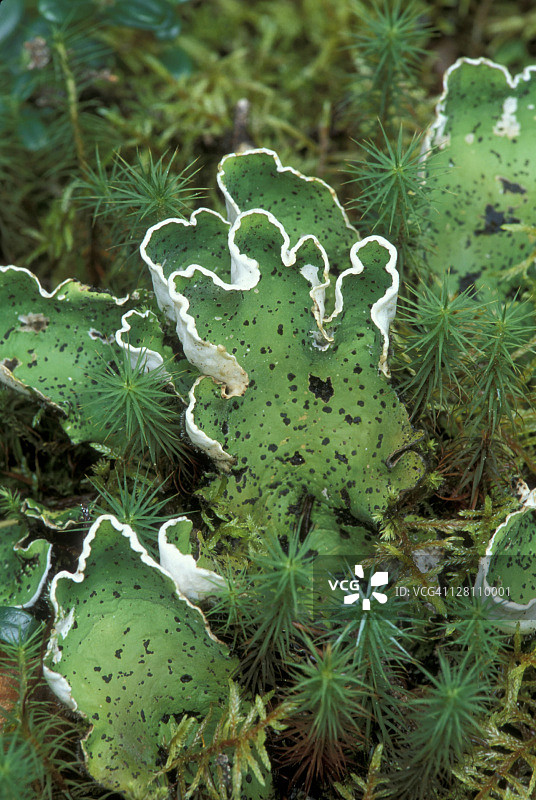 叶状地衣和苔藓。阿拉斯加寒带森林图片素材