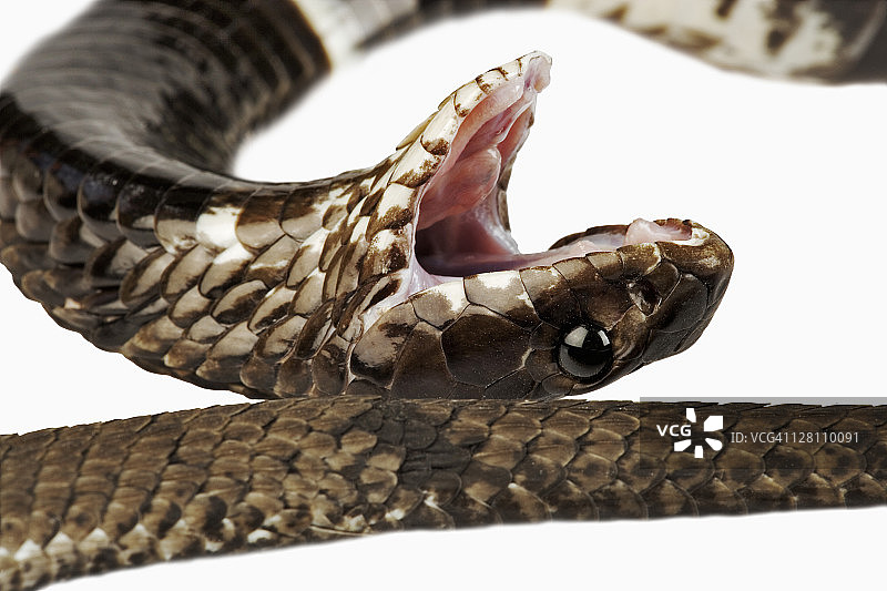 环颈射毒眼镜蛇（Hemachatus haemachatus）装死图片素材