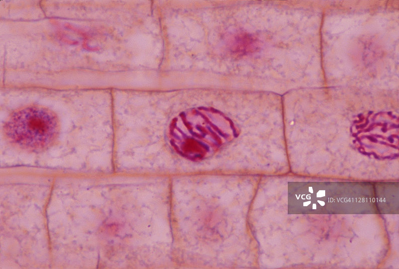 有丝分裂前期：洋葱根尖，400倍图片素材