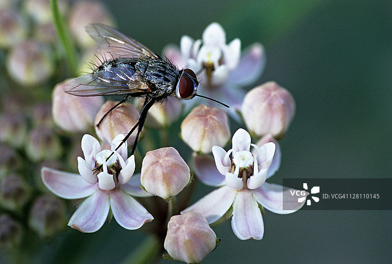 牛草上的厩螫蝇，口器适合刺穿，向前伸出。成虫以花蜜为食，吸食大型动物的血液。分布于世界各地。图片素材
