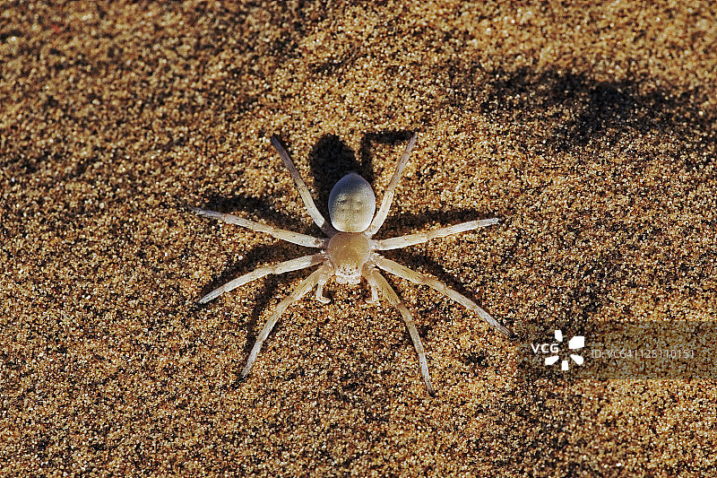 跳舞的白额高脚蛛图片素材