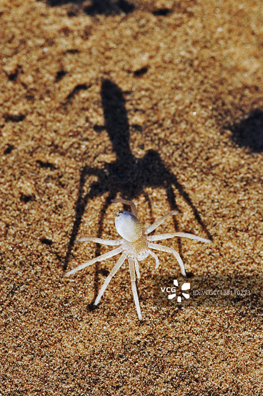 跳舞的白额高脚蛛图片素材