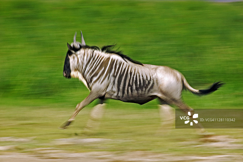 奔跑的蓝色角马，肯尼亚安博塞利国家公园图片素材