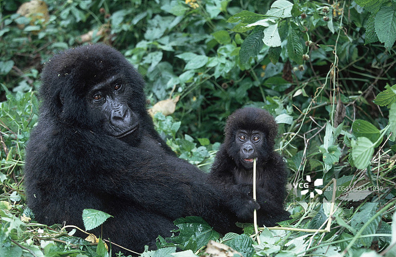 山地大猩猩母子，濒危物种，分布于卢旺达、乌干达、刚果民主共和国图片素材