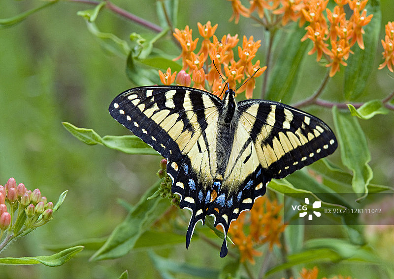 虎凤蝶采蜜于蝴蝶草，美国密歇根州图片素材