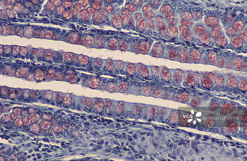 单层柱状上皮细胞中的杯状细胞（红色），100倍图片素材