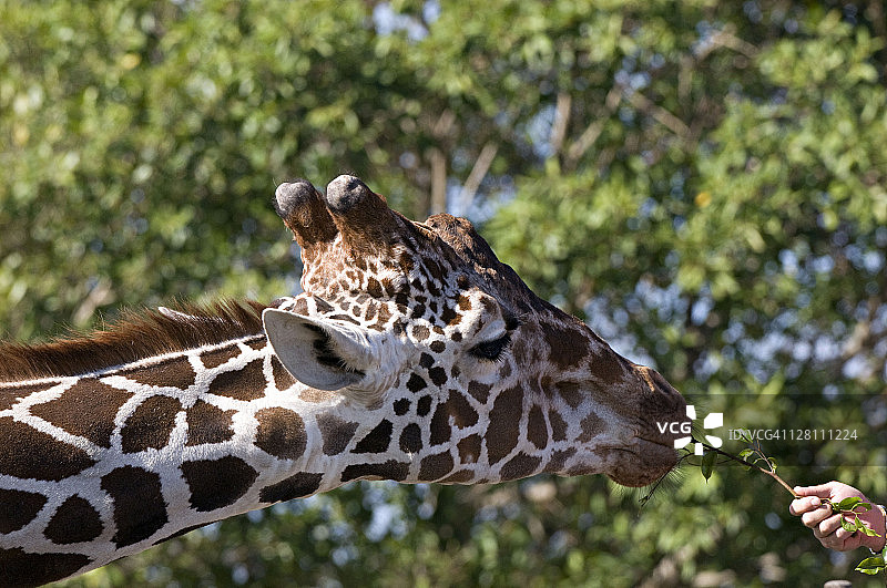 在美国佛罗里达州迈阿密动物园被喂食的网纹长颈鹿图片素材