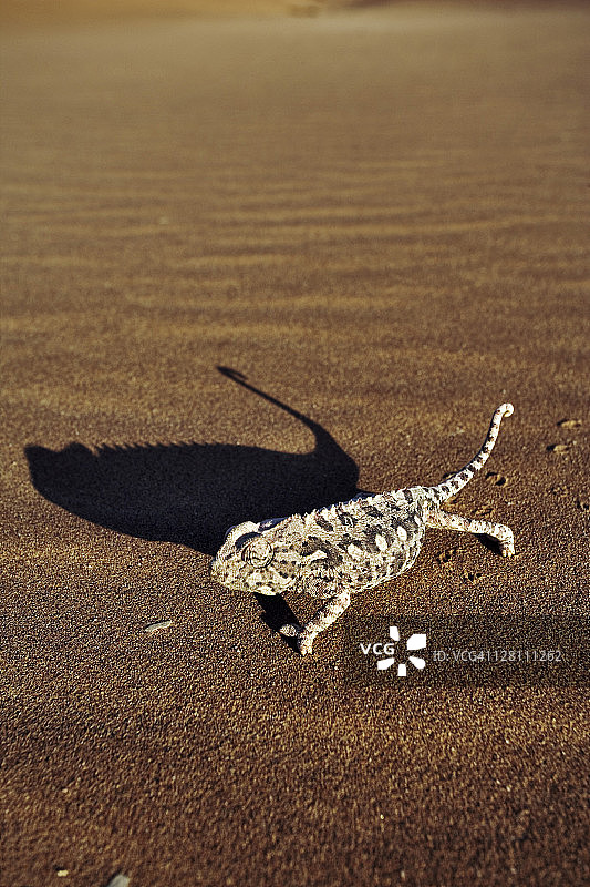 纳米比亚变色龙，生活在西南非洲最热、最干燥的地区图片素材