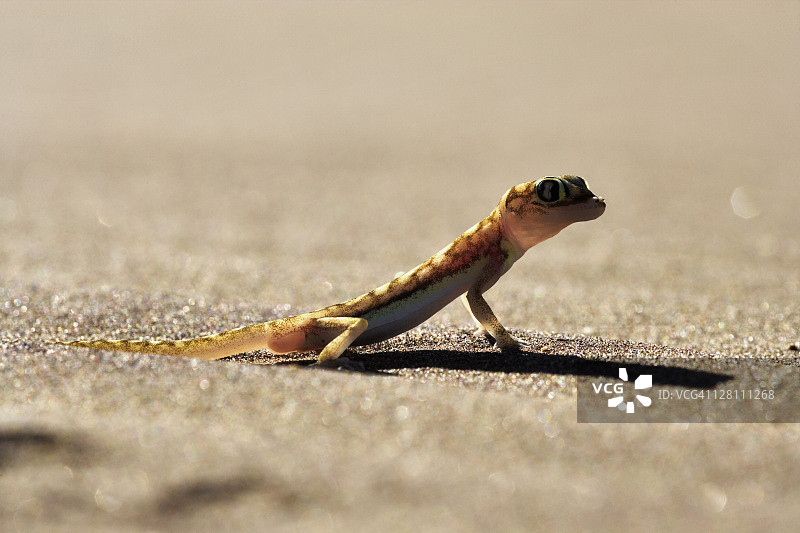 蹼足壁虎，产于纳米比亚纳米布沙漠图片素材