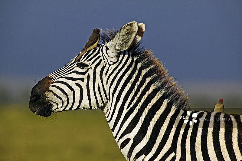 肯尼亚安博塞利国家公园的布氏斑马与红色牛椋鸟图片素材