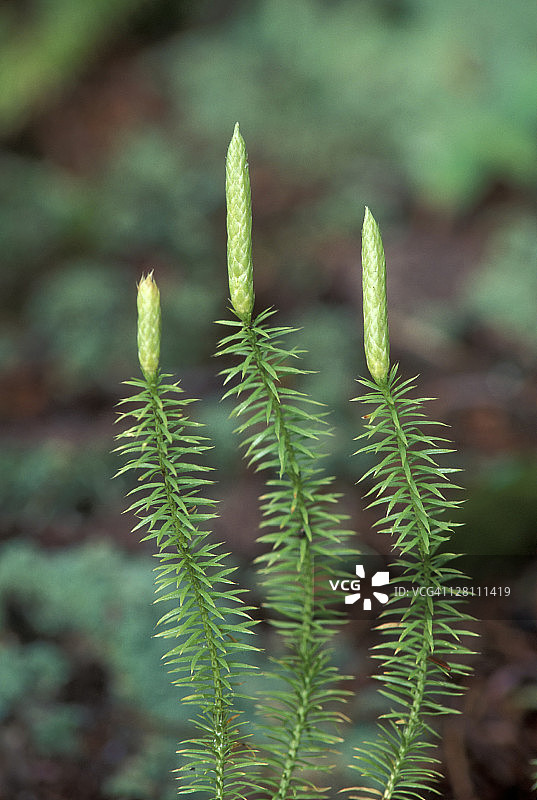 密歇根州的硬狼尾蕨图片素材