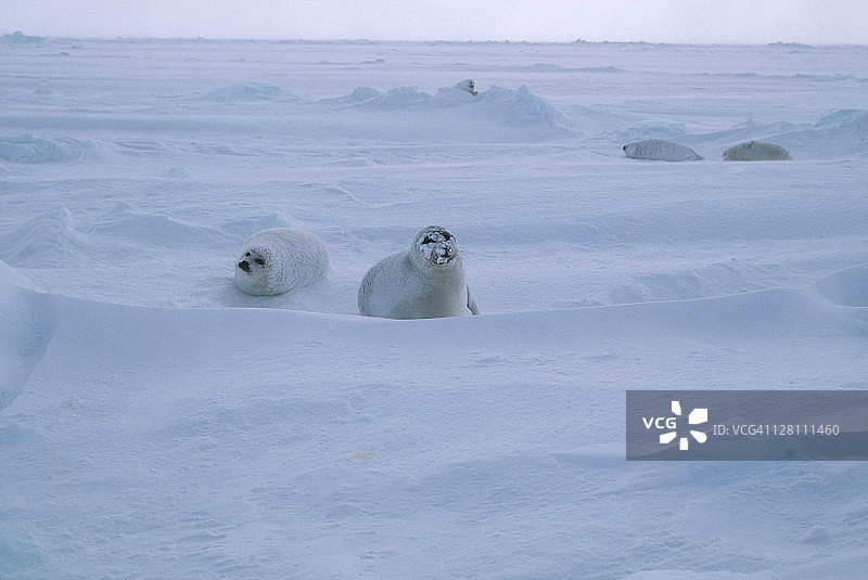 格陵兰海豹与幼崽，加拿大圣劳伦斯湾图片素材