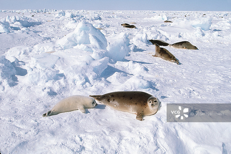 格陵兰海豹，格陵兰海豹，成年海豹和幼崽。圣劳伦斯湾。加拿大图片素材