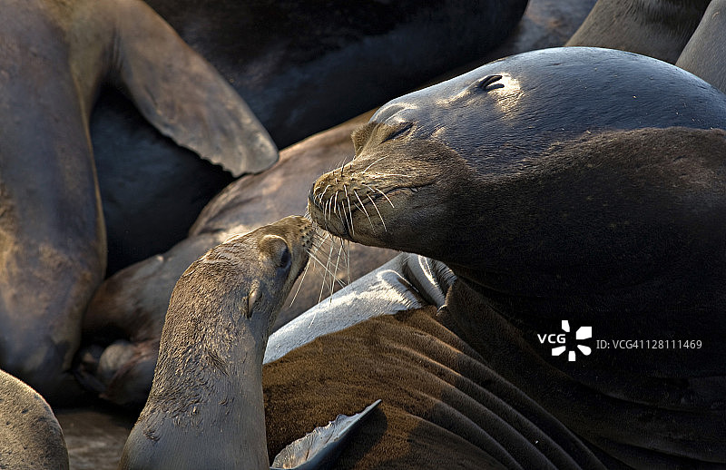 加州海狮和幼崽，美国加利福尼亚州蒙特雷湾图片素材