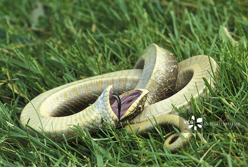 东部猪鼻蛇装死图片素材