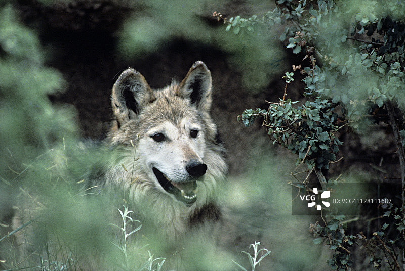 墨西哥灰狼：曾遍布山区，亚利桑那州地区，野外仅存不到50只图片素材