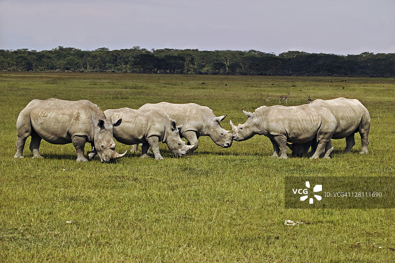 两群白犀牛，在肯尼亚纳库鲁湖国家公园相遇，分布于南部和东非图片素材